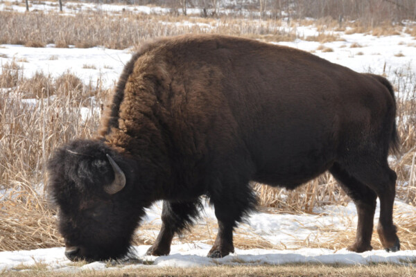 Elk Island Bison
