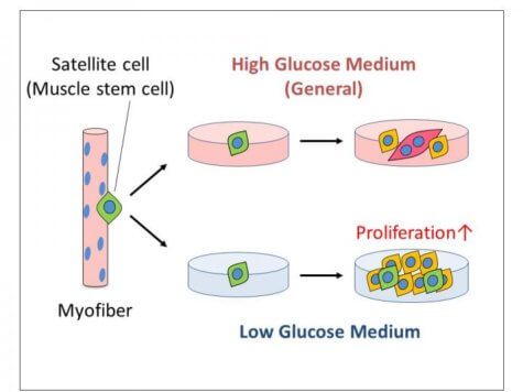 satellite cells