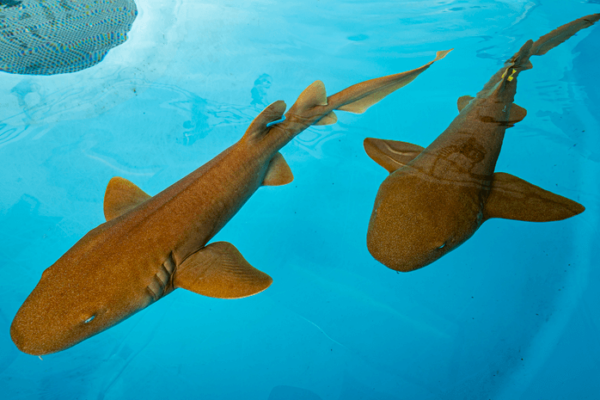 sharks