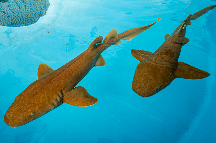 sharks