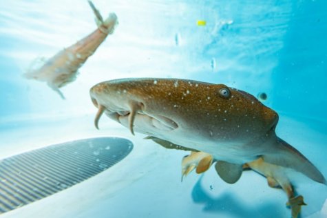 sharks covid