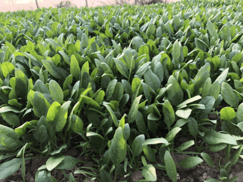 spinach