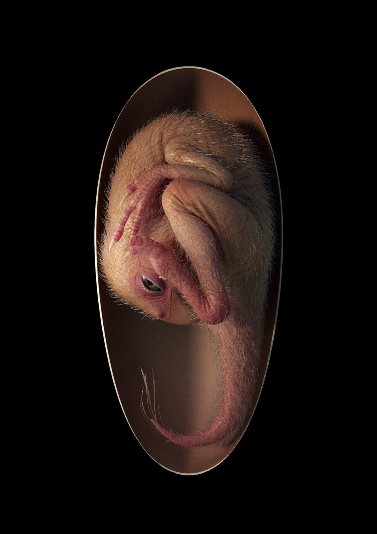 Oviraporosaur dinosaur embryo