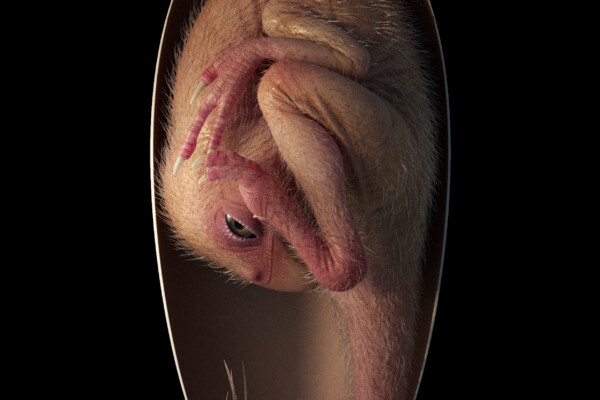 Oviraporosaur dinosaur embryo