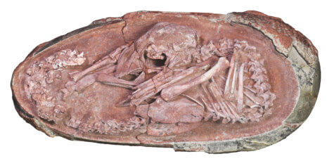 Oviraptorosaur embryo