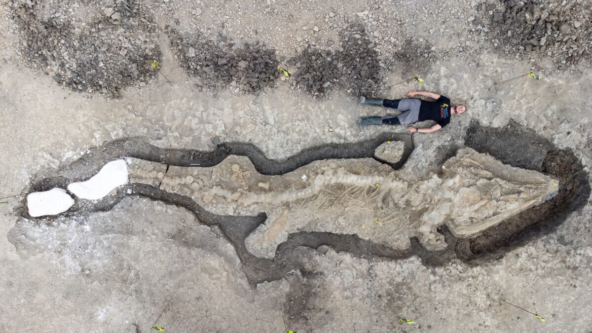 sea dragon fossil