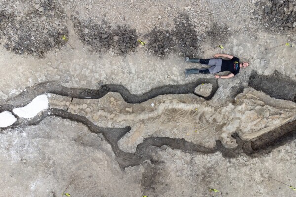 sea dragon fossil
