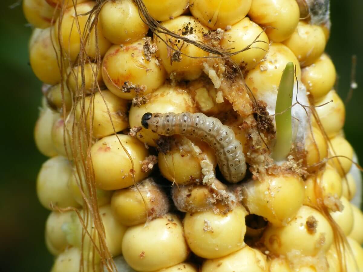 Caterpillar of The European corn borer or borer moth