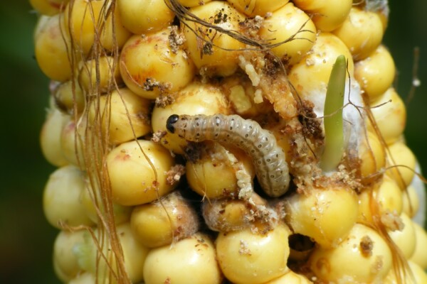 Caterpillar of The European corn borer or borer moth