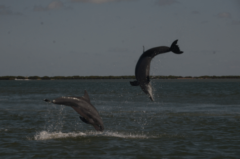 Dolphin arousal