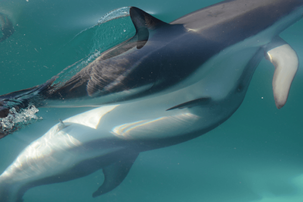 Dolphin clitoris study