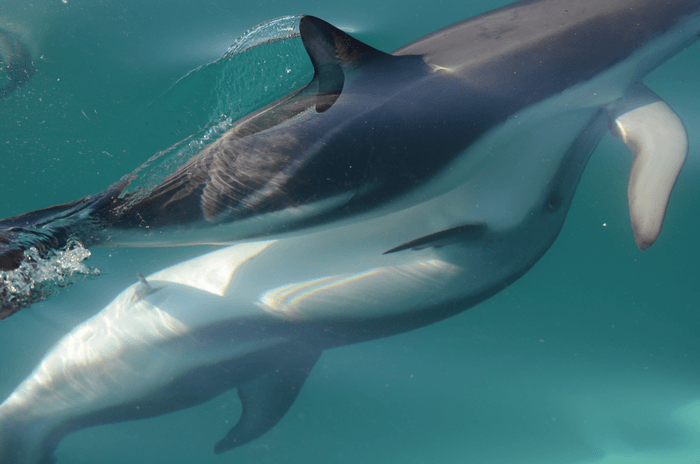 Dolphin arousal
