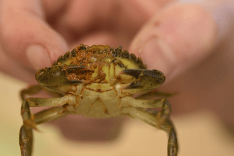 European shore crab