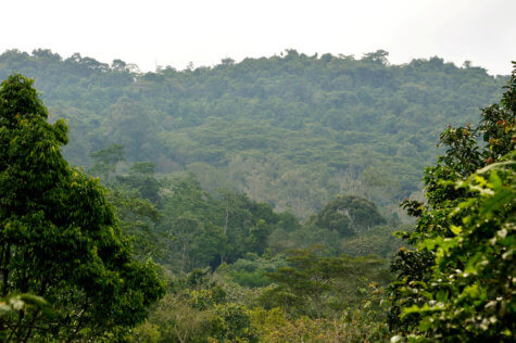 Kibale National Park