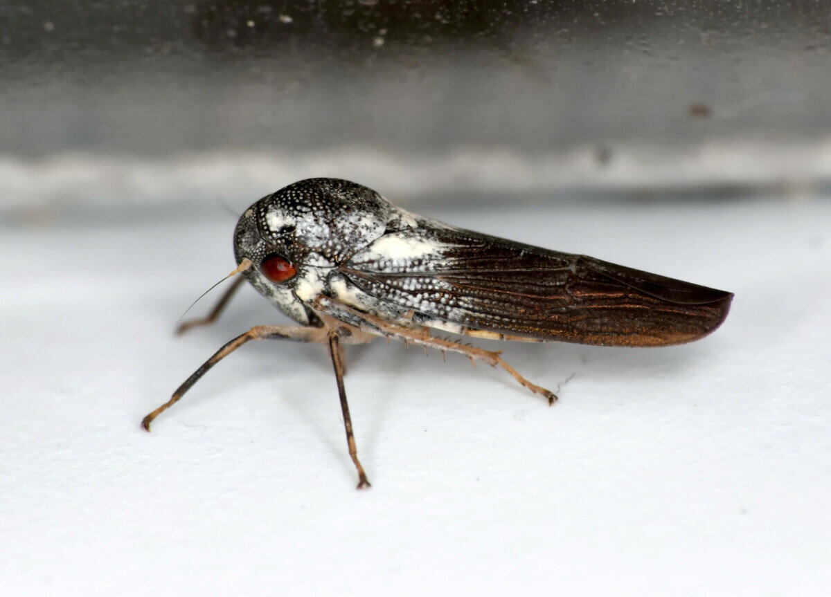 Newly discovered leafhopper insect