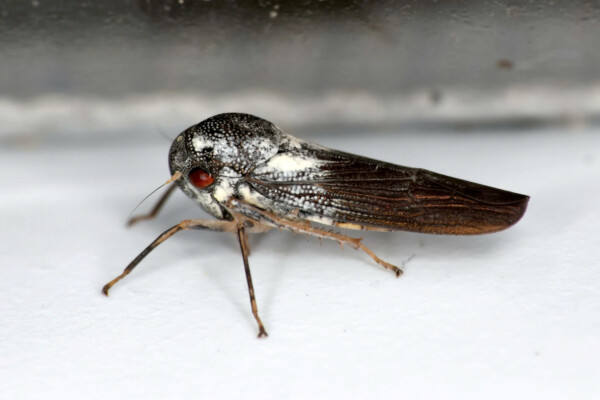Newly discovered leafhopper insect