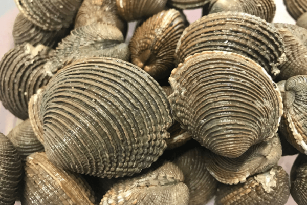 clams