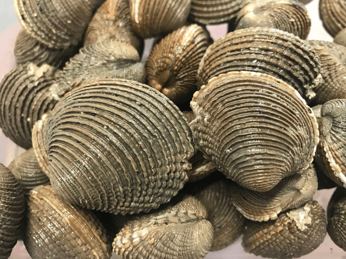 clams