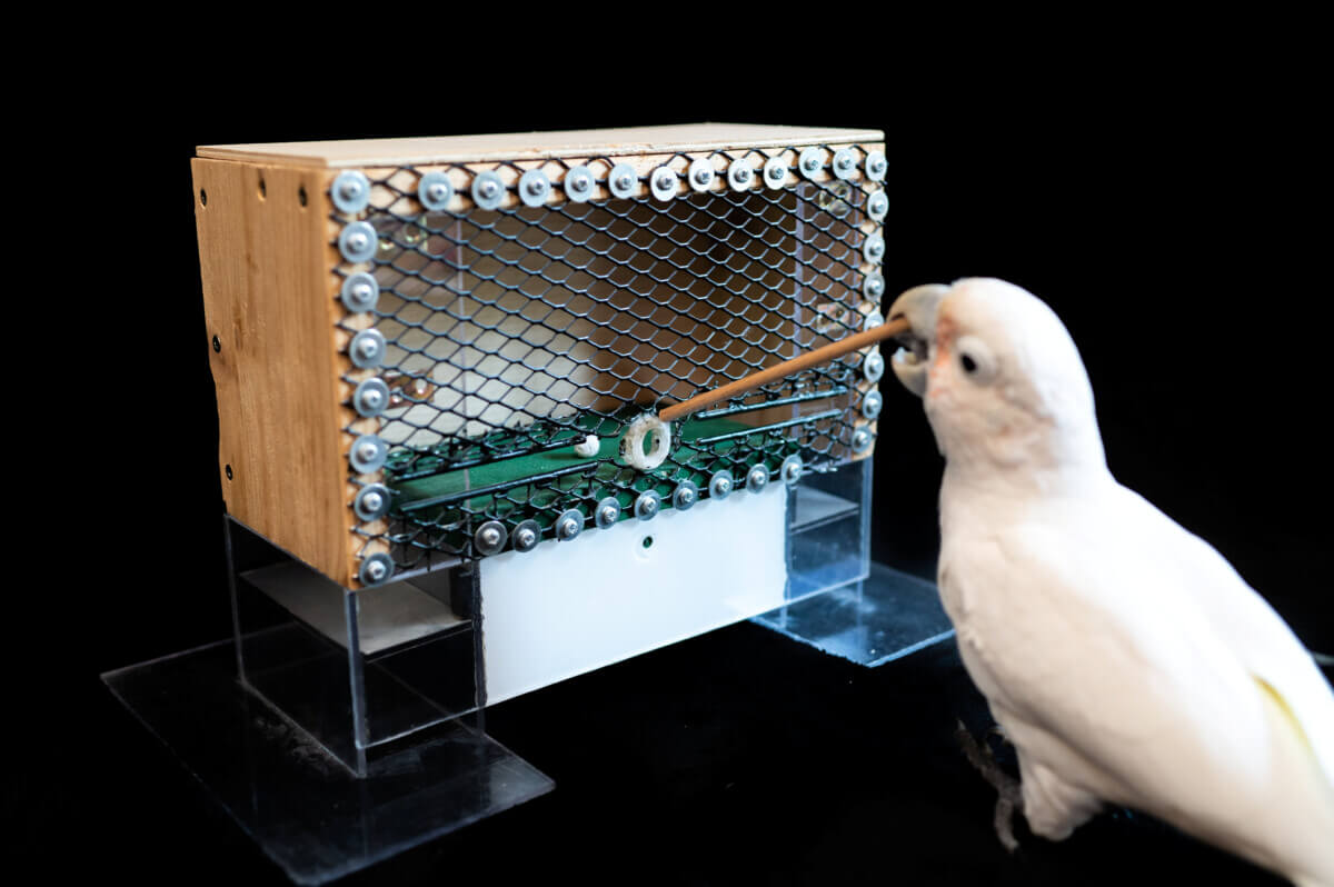 Cockatoo golf study