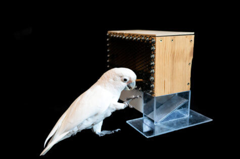 Cockatoo golf study