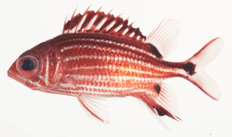 fish