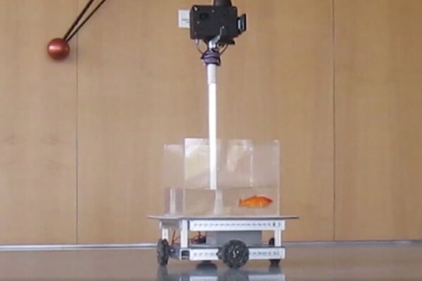 fish driving
