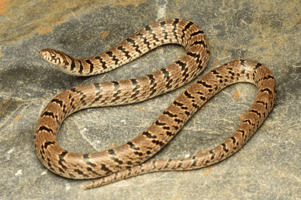 kukri snake