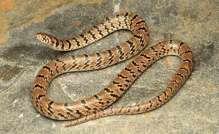 kukri snake