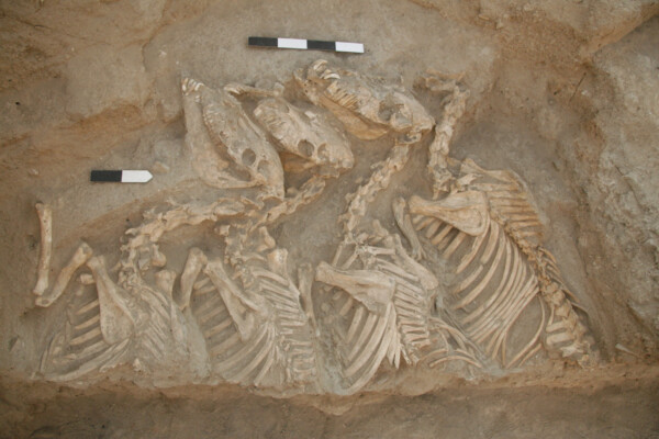Donkey / equid burial site