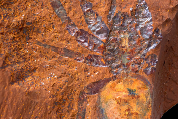 Spider fossil