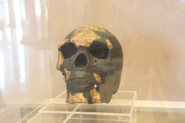 Omo Kibish skull