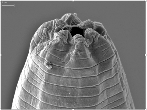parasite jeffdanielsi