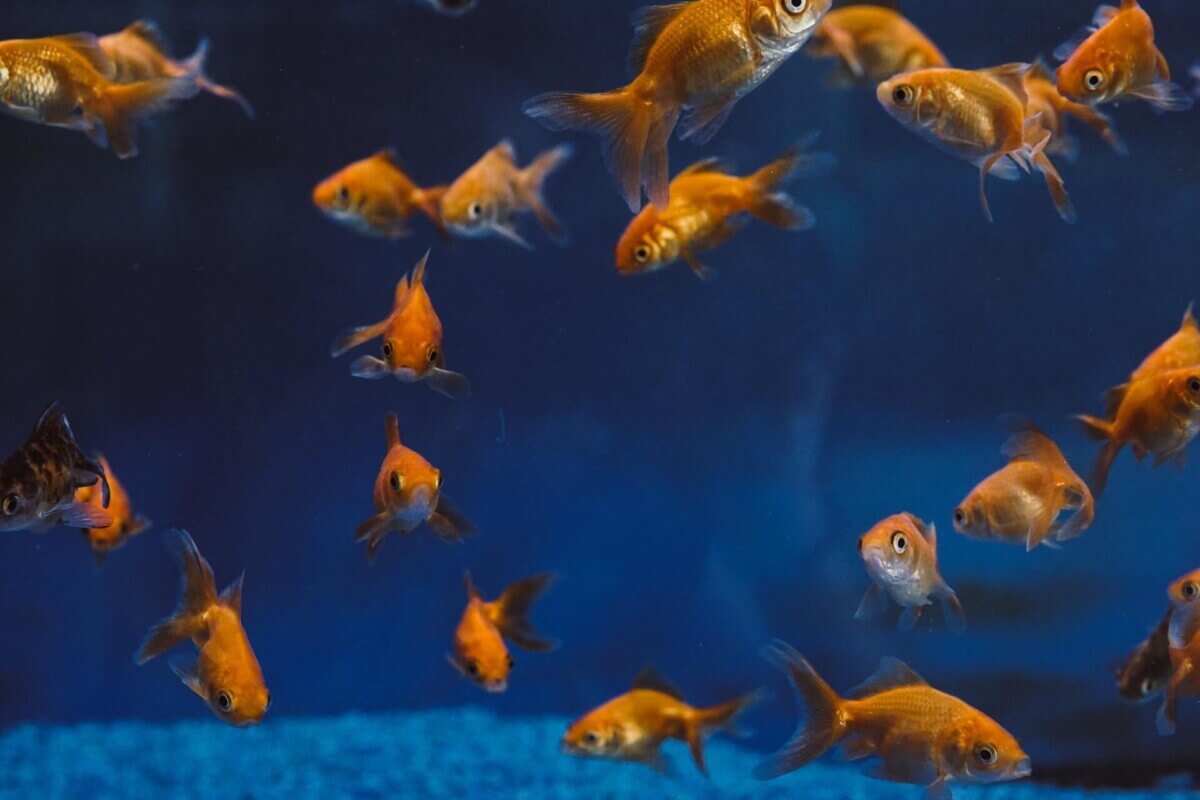 fish
