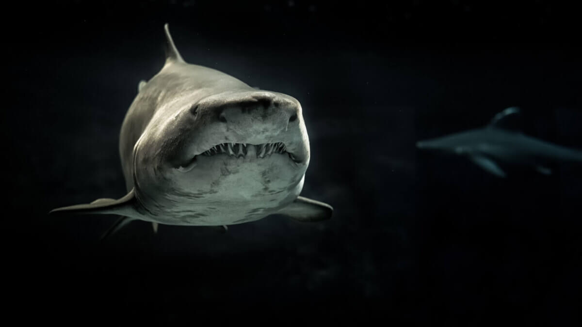 shark moonlight