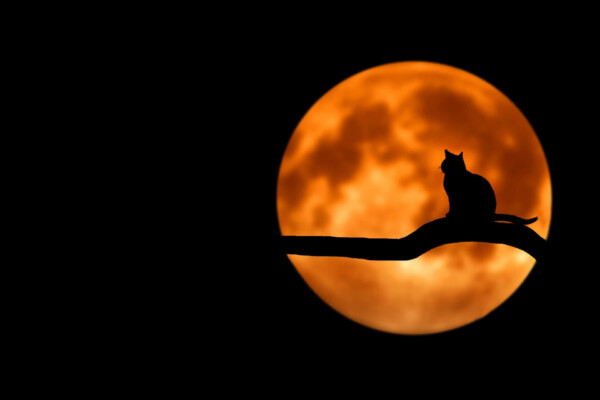 cat moon