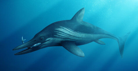 sea dragon