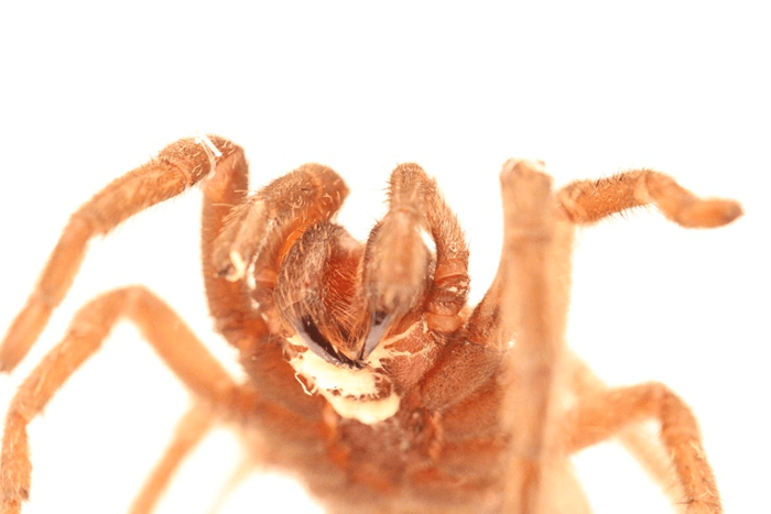 tarantula