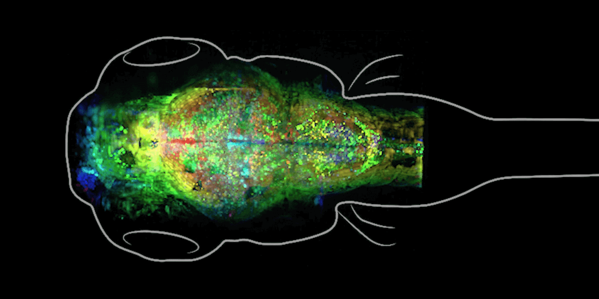 zebrafish brain