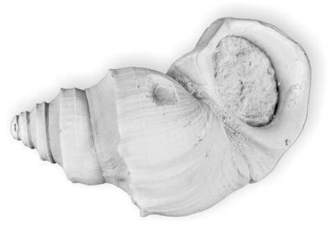 Ancient freshwater snail