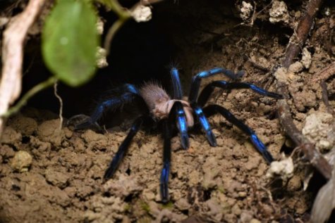 spider phobia nature