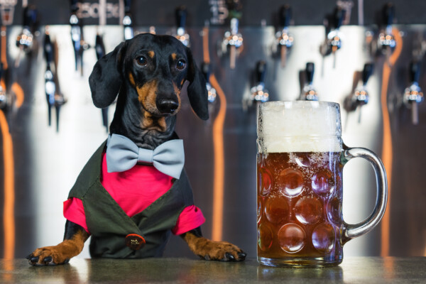 Dog bartender with beer