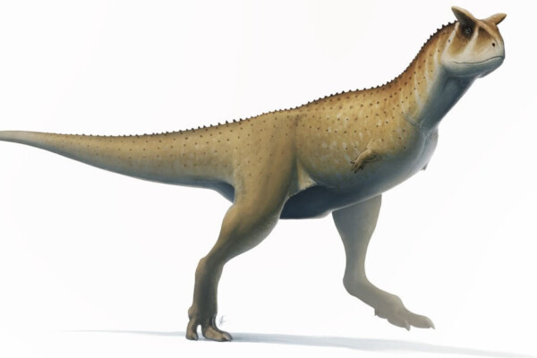 Argentina abelisaur