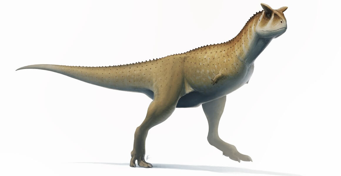 Argentina abelisaur