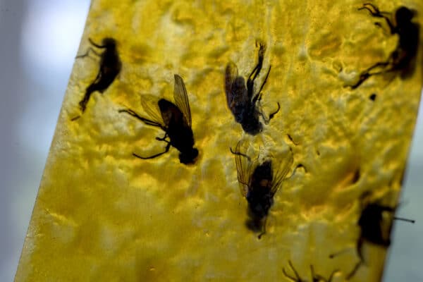 Dead flies on a sticky tape trap