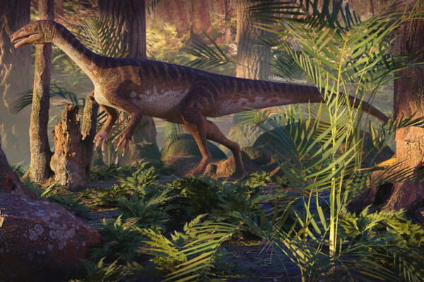 New dinosaur