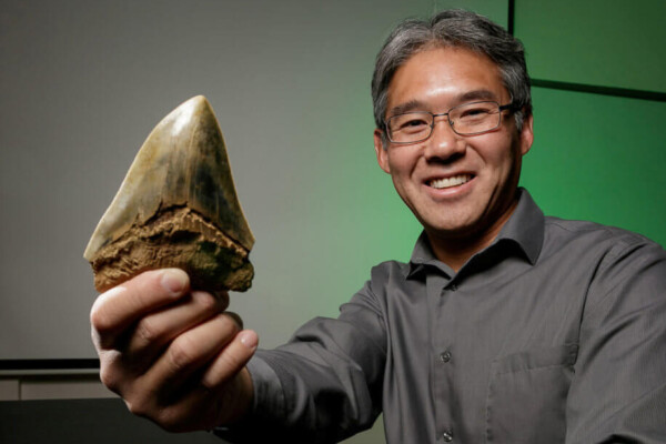 Megalodon tooth