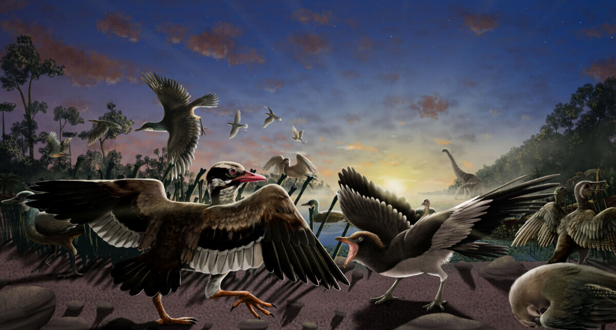 Prehistoric bird fossil study
