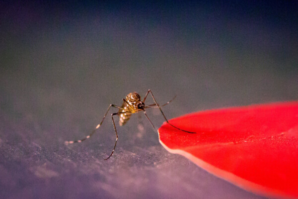 Mosquito color study