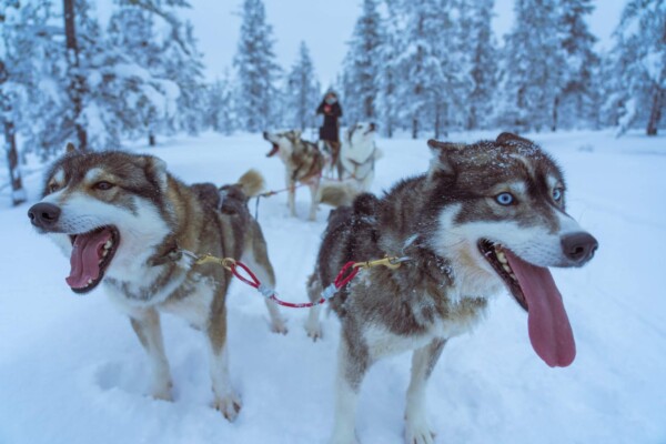 sled dogs