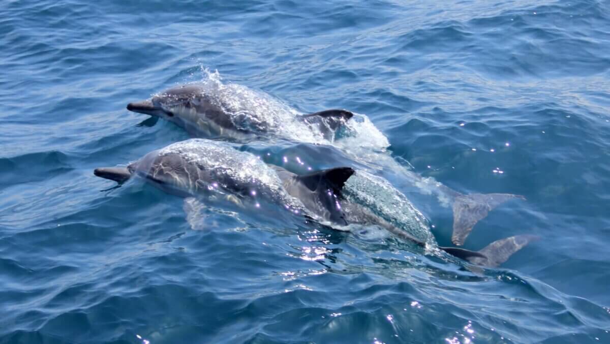 Dolphins in the ocean